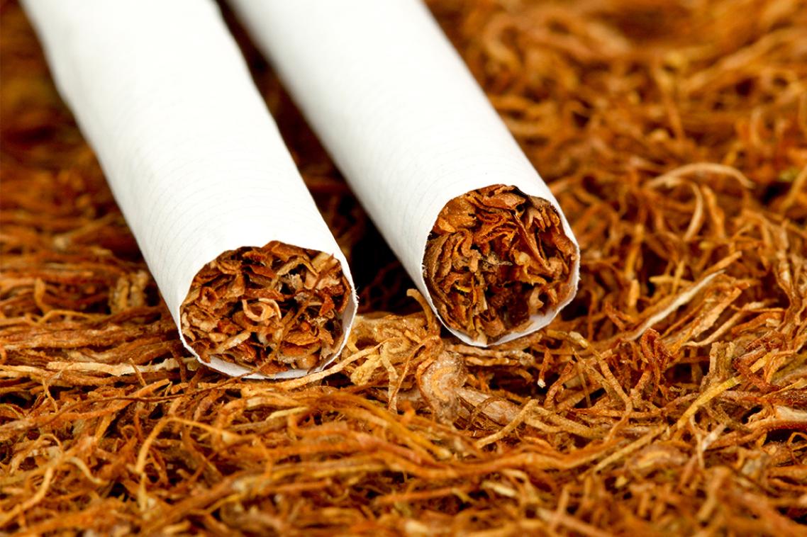 Two cigarettes lying on pile of tobacco.